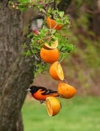 Besides Bringing A Magical Beauty To Any Garden Butterflies Help Promote Growth By Pollinating Flowers You Can Humming Bird Feeders Bird Feeders Bird Garden