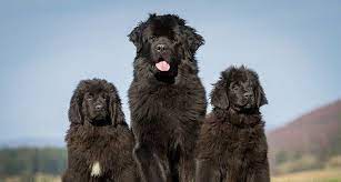 Diese rasse stammt aus der insel neufundland und entstand aus einheimischen hunden und dem grossen schwarzen bärenhund, den nach dem jahre 1100 die vikinger dort. Neufundlander Das Mussen Sie Uber Den Gutmutigen Riesen Wissen