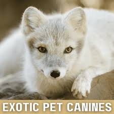 .pet store exotic shorthair houston adopt exotic shorthair cat exotic shorthair for sale los angeles caracats for sale exotic persian cats for sale ziakatz cattery exotic animals for sale las vegas excotic shorthair exotic shorthair kittens for sale 2018 kodkod kittens cattery san diego silver tabby exotic. 6 Legal Wild Dogs Non Domesticated That Are Kept As Pets Pethelpful