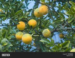 Sweet fruit from the bitter tree subtly instructs us in the fine arts of possibility and peacemaking, as we savor its beauty and grace. Poncirus Trifoliata Image Photo Free Trial Bigstock