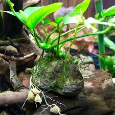 Aquarium Plant Anubias Plant Developing Some Nice Roots Planted Aquarium Aquascape Freshwater Aquarium Plants