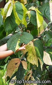 Image result for Acalypha volkensii