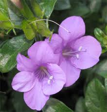 Image result for Barleria obtusa