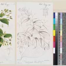 Image result for Behnia reticulata