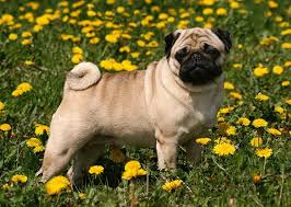 See more ideas about cute pugs, pugs, pug love. Vanzari Caini Mops