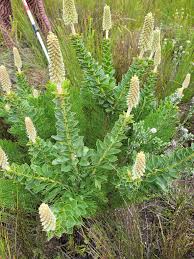 Image result for Sida dregei