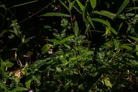 Image result for Isoglossa gregorii