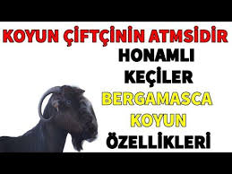 Arilar Hayvanlar Ve Yembitkileri Panosundaki Pin