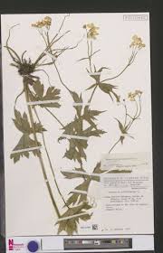 Image result for Polygala capillaris