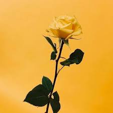 Mustard Life Flower Aesthetic Tumblr Yellow Yellow Roses