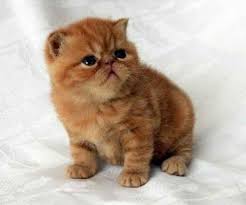 Pin On Kittens