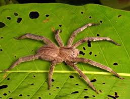 La latrodectus mactans est vraiment très petite par la taille avec son corps de. Les Araignees Comment Les Repousser
