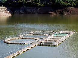 Oct 19, 2020 · our guide on starting a fish farm covers all the essential information to help you decide if this business is a good match for you. What Is Fish Farming With Pictures