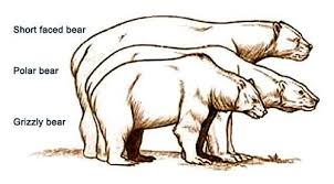 Black Bear Vs Grizzly Bear Size Difference Evolutionary Bears Giants And Cave Dwellers Short Faced Bear Bear Art Prehistoric World
