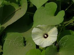 Image result for Ipomoea obscura