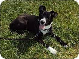 Los Angeles Ca Basenji Border Collie Mix Meet Adoption Pending Alex A Dog For Adoption Http Www Adoptapet Com Pet 6298 Pets Dog Adoption Pet Adoption