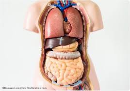 Mesentery A New Organ