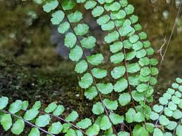 Image result for Asplenium trichomanes