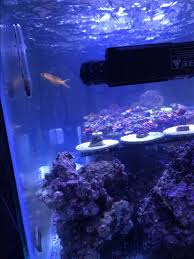 Nopox Dosing Some Observations Reef2reef Saltwater And