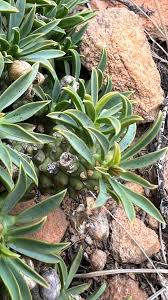 Image result for Euphorbia davyi