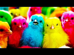 Anak Ayam Lucu Warna Warni Ayam Rainbow Lucu Ayam Kate Playing Rainbow Chicks Youtube