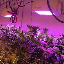 Maybe you would like to learn more about one of these? What Are The Best Led Grow Lights For Growing Cannabis The Weed Blog