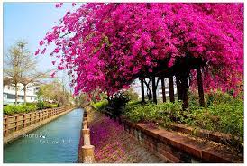 綠堤邊的紅花亭 南圳綠堤堤岸公園 台南新化 阿春仔in台南 台南旅遊攻略 景點 民宿 美食 水果 痞客邦 tainan