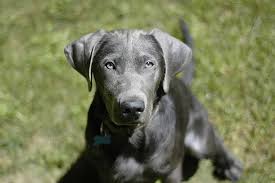 We are a silver labrador breeder specializing in silver lab puppies, charcoal lab puppies, check out our website for more information. Silver Lab Facts About Silver Labrador Retriever Herepup