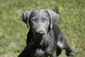 Silver labrador breeders, silver lab puppies, charcoal lab puppies, tennessee. Silver Lab Facts About Silver Labrador Retriever Herepup