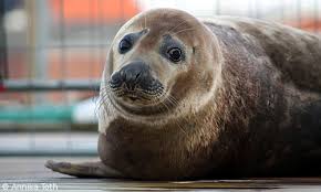 Maybe you would like to learn more about one of these? Robben Beobachten An Nord Und Ostsee Verhaltensregeln