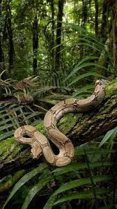 Happy Apps Jungle Live Wallpaper Jungle Photography African Jungle Jungle