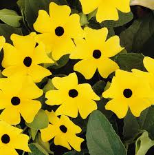 Image result for Thunbergia