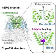 Last checked 9 hours ago. Cryo Em Structure Of K Bound Herg Channel Complexed With The Blocker Astemizole Sciencedirect