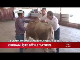 Kurbanlik Hayvan Nasil Yatirilir Iste Teknikleri Youtube