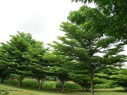 terminalia ivorensis chev ivory coast almond ห กระจง หร อ แผ บารม ม ถ นกำเน ดในป าแอฟร กาตะว นตก แถบเส นศ นย ส ตร ต งแต ประเทศก ไม ย นต น ป าไม ต นไม