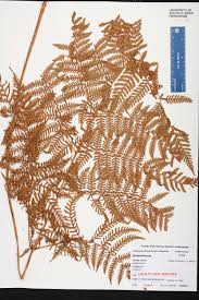 Image result for Ctenitis cirrhosa