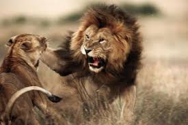 Lions Vs Tigers History Forum All Empires Page 10 Wild Lion Animals Wild Animals