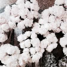 Maybe you would like to learn more about one of these? Shared By H A N N A H Find Images And Videos About Beauty White And Flowers On We Heart It The App To Get Lost In What Pretty Flowers Pretty Plants Flowers