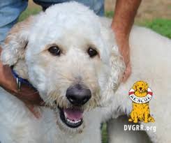 Browse thru thousands of labradoodle dogs for adoption near in usa area, listed by dog rescue organizations and individuals, to find your match. Goldendoodle And Labradoodle Rescue Delaware Valley Golden Retriever Rescue