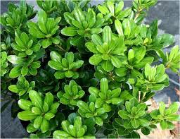 The 25 Best Dwarf Shrubs Full Sun Ideas On Pinterest Premium Plants For Zone 8 Full Sun Mi12236 Inter In 2020 Dwarf Shrubs Full Sun Shade Evergreen Shrubs Shade Shrubs