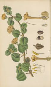 Image result for Thunbergia graminifolia