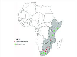 Image result for Sarcophyte piriei