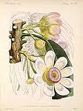 Image result for Crateranthus congolensis