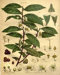 Camellia Sinensis Tea Plant Scientific Illustration 1799 Tree Illustration Plant Illustration Green Tea Plant