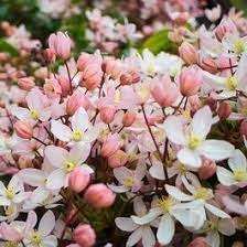 La clématite 'apple blossom' est une jolie grimpante au feuillage vernissé et persistant, vert sombre. Buy Clematis Armandii Apple Blossom Shrubs J Parkers