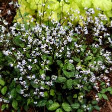 Image result for Sanicula