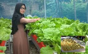 Cara menanam sawi di kebun. Geramnyer Tengoklah Sawi Akak Ni Gebu Gebu Begini Cara Menanam Sayur Tanpa Menggunakan Tanah Hidroponik My Info Berita