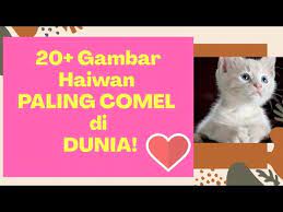 Gambar kucing comel di dunia. 20 Gambar Haiwan Paling Comel Di Dunia Pelik Tapi Benar Youtube