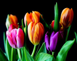 Top Flower Producing Countries 2020 Top Flower Exporters Importers