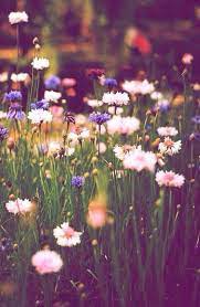 Flower Wallpaper For Iphone Or Android Tags Flowers Floral Pattern Backgrounds Mobile Flowers Photography Beautiful Flowers Nature Photography